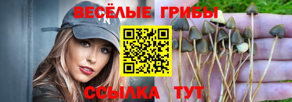 где продают наркотики  Галлюциногенные грибы Psilocybine cubensis  Вход с VPN  Солнечногорск 